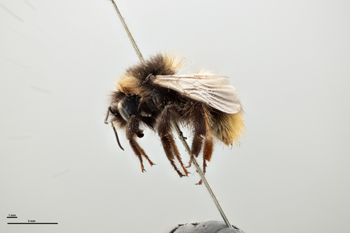 Media type: image;   Entomology 810759 Aspect: habitus lateral view
